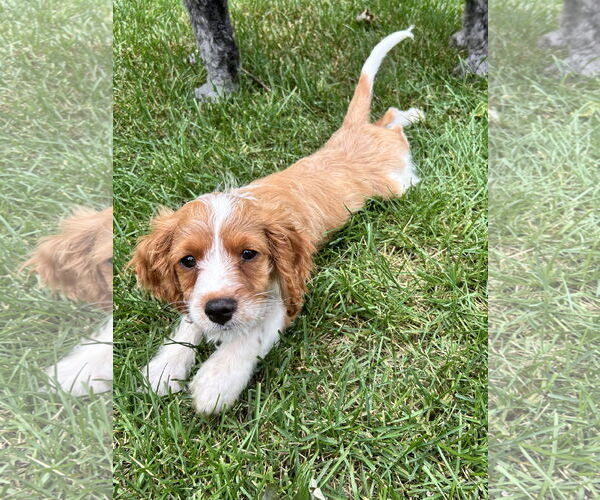 Medium Photo #4 Cavalier King Charles Spaniel Puppy For Sale in Brooklyn Center, MN, USA