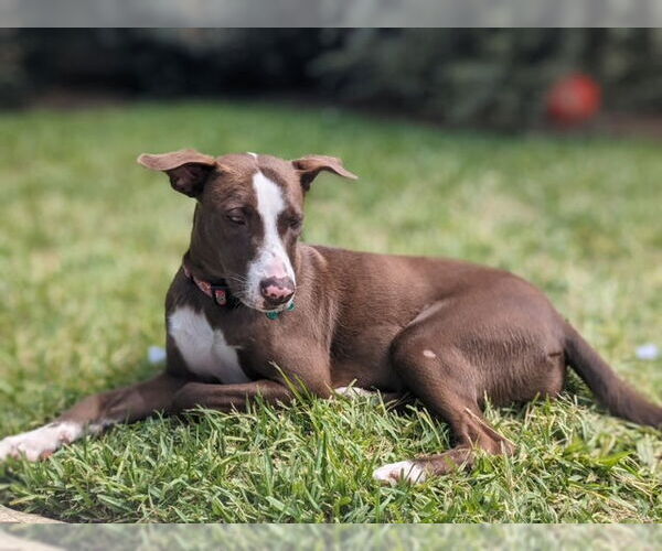 Medium Photo #7 Lab-Pointer Puppy For Sale in Houston, TX, USA