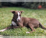 Small #6 Lab-Pointer
