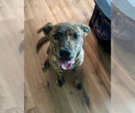 Small American Staffordshire Terrier-German Shepherd Dog Mix