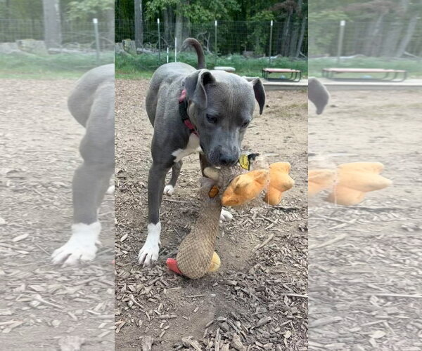 Medium Photo #5 Mutt Puppy For Sale in Rustburg, VA, USA