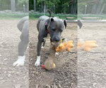Small Photo #5 Mutt Puppy For Sale in Rustburg, VA, USA