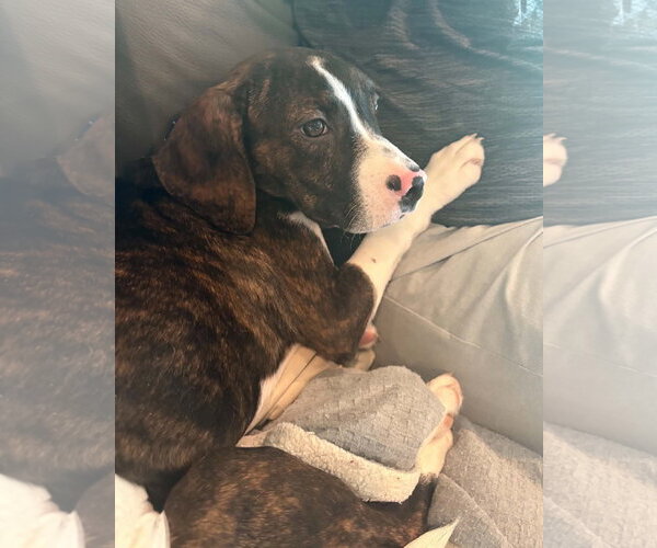 Medium Photo #2 Boglen Terrier Puppy For Sale in Omaha, NE, USA