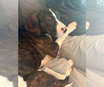 Small #1 Boglen Terrier