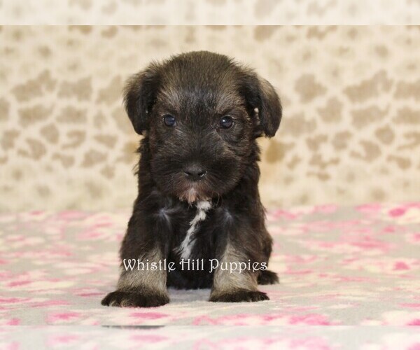 Medium Photo #1 Schnauzer (Miniature) Puppy For Sale in DENVER, PA, USA