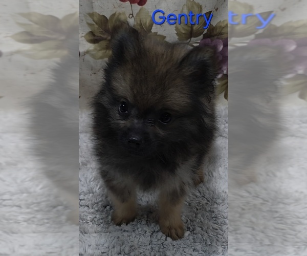 Medium Photo #1 Pomeranian Puppy For Sale in AZLE, TX, USA