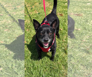 Mickey - Male Mutt Dog for Adoption - Photo #3