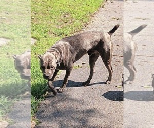 Father of the Cane Corso puppies born on 05/18/2023