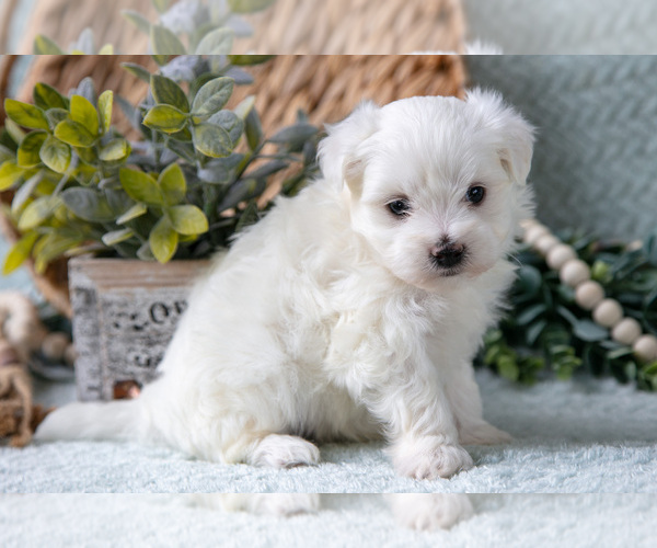 Medium Photo #10 Maltese Puppy For Sale in HOLMESVILLE, OH, USA