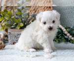 Small Photo #10 Maltese Puppy For Sale in HOLMESVILLE, OH, USA