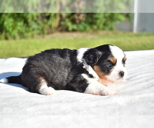 Auss-Tzu Puppy for sale in PALM COAST, FL, USA