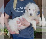 Small #1 Australian Shepherd Mix