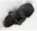 Small Photo #11 Boykin Spaniel Puppy For Sale in CARLISLE, KY, USA