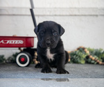 Small Photo #12 Cane Corso Puppy For Sale in BIRD IN HAND, PA, USA