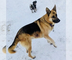 German Shepherd Dog-Unknown Mix Dogs for adoption in Princeton, MN, USA