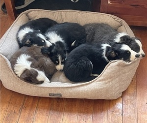 Border Collie Litter for sale in PLAISTOW, NH, USA