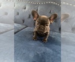 Small Photo #37 French Bulldog Puppy For Sale in BOSTON, MA, USA