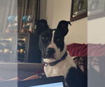 Small #11 Staffordshire Bull Terrier Mix