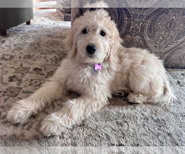 Medium Photo #4 Goldendoodle Puppy For Sale in Fort Worth, TX, USA