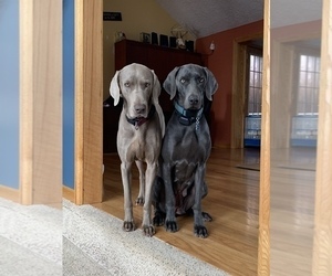 Mother of the Weimaraner puppies born on 12/21/2021