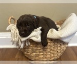 Small #5 Labrador Retriever