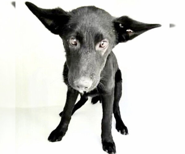 Medium Photo #1 German Shepherd Dog Puppy For Sale in Houston, TX, USA