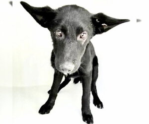 German Shepherd Dog Dogs for adoption in Houston, TX, USA