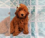 Small #1 Goldendoodle