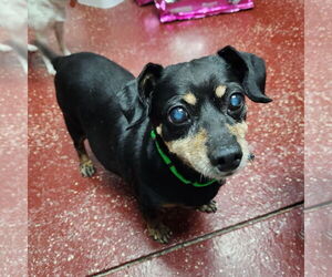Medium Dachshund Mix