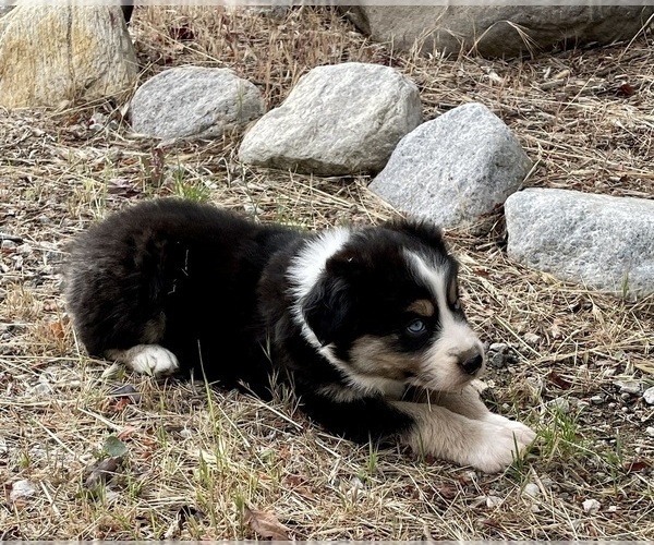 Medium Photo #4 Australian Shepherd Puppy For Sale in ACTON, CA, USA