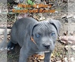 Image preview for Ad Listing. Nickname: Orange Male