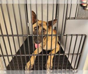 Mutt Dogs for adoption in Pasadena, CA, USA