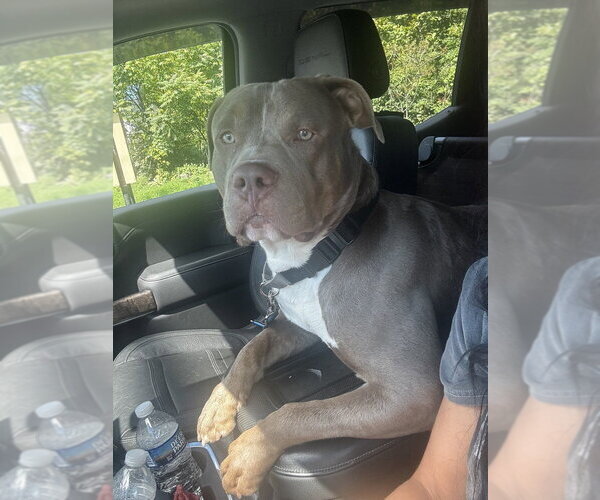 Medium Photo #2 American Pit Bull Terrier Puppy For Sale in Springdale, PA, USA