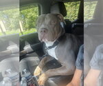 Small #1 American Pit Bull Terrier