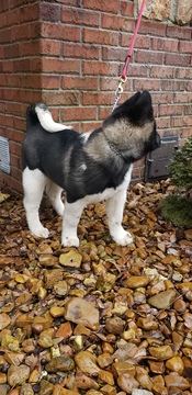 Medium Photo #3 Akita Puppy For Sale in MEM, TN, USA