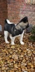 Small Photo #3 Akita Puppy For Sale in MEM, TN, USA