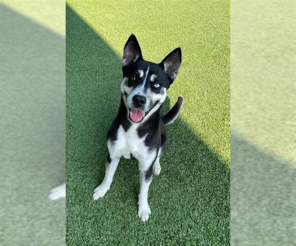 Medium Photo #2 Siberian Husky Puppy For Sale in Baytown, TX, USA