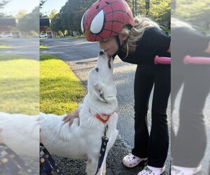 Daphne (D Pups) - Female Great Pyrenees-Unknown Mix Dog for Adoption - Photo #2