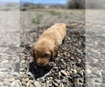 Puppy Kristof Golden Retriever