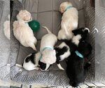 Small Photo #3 Mutt Puppy For Sale in Colton, CA, USA
