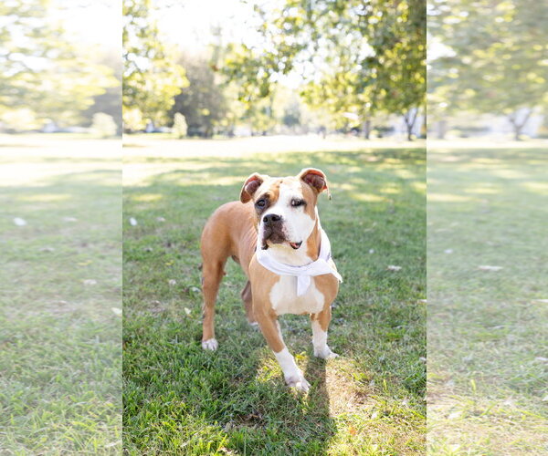 Medium Photo #24 Mutt Puppy For Sale in Crete, IL, USA