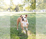 Small Photo #24 Mutt Puppy For Sale in Crete, IL, USA