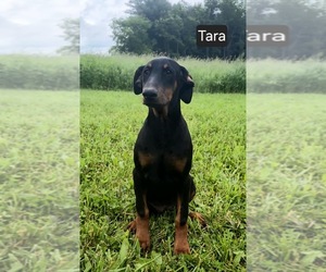Doberman Pinscher Puppy for sale in POMEROY, OH, USA