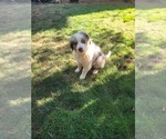 Small #6 Australian Shepherd