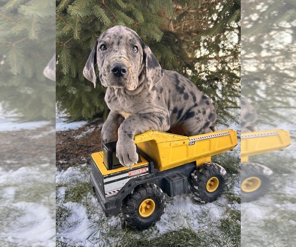 Medium Photo #1 Great Dane Puppy For Sale in MIDDLEBURY, IN, USA