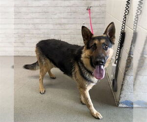 German Shepherd Dog Dogs for adoption in San Bernardino, CA, USA