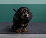 Small Photo #3 Dachshund Puppy For Sale in CROWLEY, TX, USA