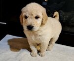 Puppy Male 1 Goldendoodle