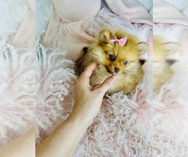 Medium Photo #3 Pomeranian Puppy For Sale in TAMPA, FL, USA