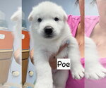 Small #3 Siberian Husky